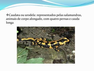 Caudata ou urodela: representados pelas salamandras,
animais de corpo alongado, com quatro pernas e cauda
longa.

 