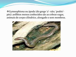 Gymnophiona ou ápoda (do grego ‘a’- não; ‘podós’pés): anfíbios menos conhecidos são as cobras-cegas,
animais de corpo cilíndrico, alongado e sem membros.

 