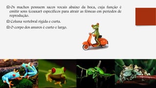 Ω Os machos possuem sacos vocais abaixo da boca, cuja função é
emitir sons (coaxar) específicos para atrair as fêmeas em períodos de
reprodução.
Ω Coluna vertebral rígida e curta.
Ω O corpo dos anuros é curto e largo.
 