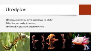 Urodelos
Ω Cauda, existente na larva, permanece no adulto;
Ω Realizam fecundação interna;
Ω Os machos produzem espermatóforos;
 