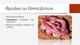 Ápodas ou Gimnofionos
• Não possuem pernas;
• Gimnofionos (“serpentes sem
escamas”);
• Possuem tentáculos próximos às
narinas;
 