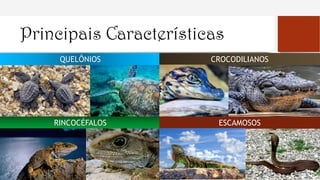 Principais Características
QUELÔNIOS CROCODILIANOS
RINCOCÉFALOS ESCAMOSOS
 
