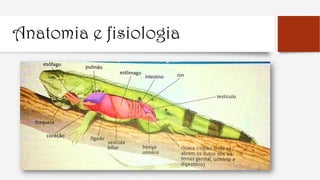 Anatomia e fisiologia
 