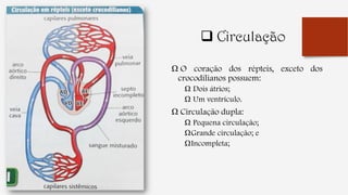  Circulação
Ω O coração dos répteis, exceto dos
crocodilianos possuem:
Ω Dois átrios;
Ω Um ventrículo.
Ω Circulação dupla:
Ω Pequena circulação;
ΩGrande circulação; e
ΩIncompleta;
 