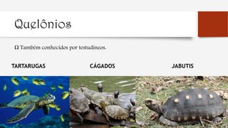 Quelônios
Ω Também conhecidos por testudíneos.
TARTARUGAS JABUTISCÁGADOS
 