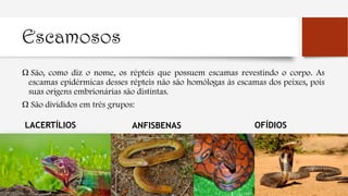 Escamosos
Ω São, como diz o nome, os répteis que possuem escamas revestindo o corpo. As
escamas epidérmicas desses répteis não são homólogas às escamas dos peixes, pois
suas origens embrionárias são distintas.
Ω São divididos em três grupos:
LACERTÍLIOS ANFISBENAS OFÍDIOS
 