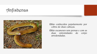 Anfisbenas
ΩSão conhecidos popularmente por
cobra-de-duas-cabeças.
ΩSão escamosos sem pernas e com as
duas extremidades do corpo
arredondadas.
 