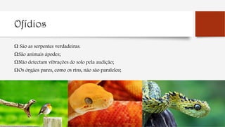 Ofídios
Ω São as serpentes verdadeiras.
ΩSão animais ápodes;
ΩNão detectam vibrações do solo pela audição;
ΩOs órgãos pares, como os rins, não são paralelos;
 