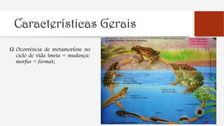Características Gerais
Ω Ocorrência de metamorfose no
ciclo de vida (meta = mudança;
morfus = forma);
 