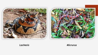 Lachesis Micrurus
 