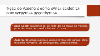 Ação do veneno e como evitar acidentes
com serpentes peçonhentas
• Ação Local: caracteriza-se por forte dor na região da mordida,
podendo causar necrose dos tecidos próximos.
• Ação Geral: ocorre quando o veneno, levado pelo sangue, afeta
o sistema nervoso e , em consequência, outros sistemas.
 