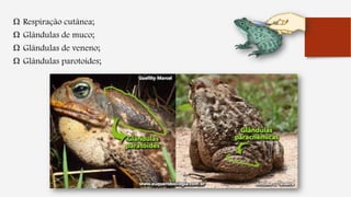 Ω Respiração cutânea;
Ω Glândulas de muco;
Ω Glândulas de veneno;
Ω Glândulas parotoides;
 