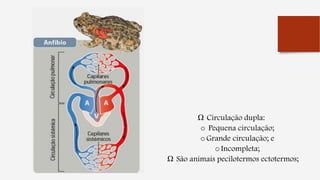 Ω Circulação dupla:
o Pequena circulação;
oGrande circulação; e
oIncompleta;
Ω São animais pecilotermos ectotermos;
 
