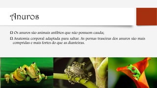 Anuros
Ω Os anuros são animais anfíbios que não possuem cauda;
Ω Anatomia corporal adaptada para saltar. As pernas traseiras dos anuros são mais
compridas e mais fortes do que as dianteiras.
 