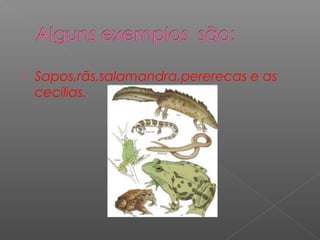    Sapos,rãs,salamandra,pererecas e as
    cecílias.
 