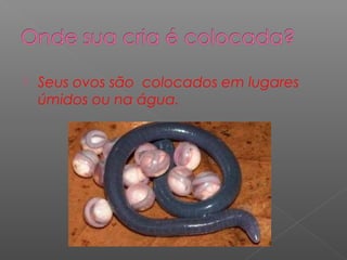    Seus ovos são colocados em lugares
    úmidos ou na água.
 