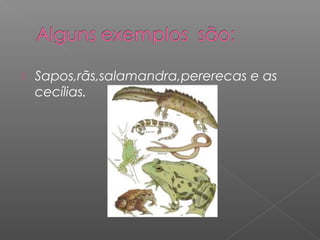    Sapos,rãs,salamandra,pererecas e as
    cecílias.
 