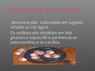   Seus ovos são colocados em lugares
  úmidos ou na água.
 Os anfíbios são divididos em três
  grupos:os sapos,rãs e pererecas,as
  salamandras e as cecílias.
 