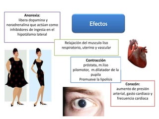 Anorexia:
        libera dopamina y
noradrenalina que actúan como                      Efectos
  inhibidores de ingesta en el
       hipotálamo lateral

                                   Relajación del musculo liso
                                 respiratorio, uterino y vascular


                                               Contracción
                                              próstata, m.liso
                                        pilomotor, m.dilatador de la
                                                   pupila
                                            Promueve la lipolisis
                                                                             Corazón:
                                                                      aumento de presión
                                                                    arterial, gasto cardiaco y
                                                                       frecuencia cardiaca
 