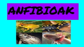 ANFIBIOAK 1A
