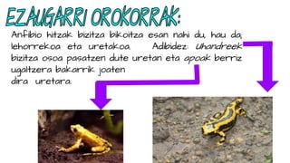 Anfibio hitzak bizitza bikoitza esan nahi du, hau da;
lehorrekoa eta uretakoa. Adibidez: Uhandreek
bizitza osoa pasatzen dute uretan eta apoak berriz
ugaltzera bakarrik joaten
dira uretara.
 