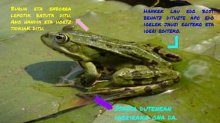 Isatsa dutenean
igerirako ona da.
Burua eta enborra
lepotik batuta ditu.
Aho handia eta hortz
txikiaK ditu.
Hankek lau edo bost
behatz dituzte apo edo
igelek jauzi egiteko eta
igeri egiteko.
 