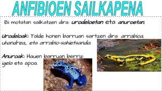 Bi motatan sailkatzen dira: urodeloetan eta anuroetan.
Urodeloak: Talde honen barruan sartzen dira: arrabioa,
uhandrea,, eta arrabio-sahietsandia.
Anuroak: Hauen barruan berriz:
igela eta apoa.
 