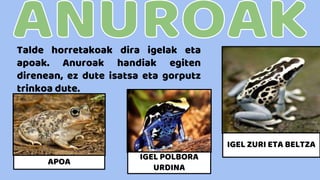 Talde horretakoak dira igelak eta
apoak. Anuroak handiak egiten
direnean, ez dute isatsa eta gorputz
trinkoa dute.
IGEL ZURI ETA BELTZA
IGEL POLBORA
URDINA
APOA
 