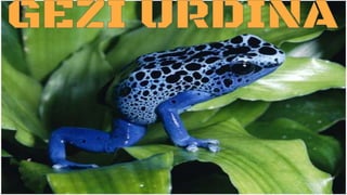 ADIBIDEAK
 