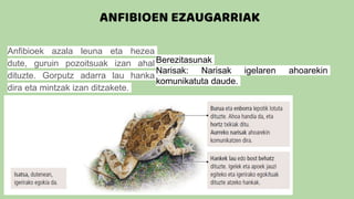 ANFIBIOEN EZAUGARRIAK
Anfibioek azala leuna eta hezea
dute, guruin pozoitsuak izan ahal
dituzte. Gorputz adarra lau hanka
dira eta mintzak izan ditzakete.
Berezitasunak
Narisak: Narisak igelaren ahoarekin
komunikatuta daude.
 
