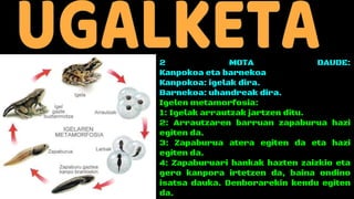 2 MOTA DAUDE:
Kanpokoa eta barnekoa
Kanpokoa: igelak dira.
Barnekoa: uhandreak dira.
Igelen metamorfosia:
1: Igelak arrautzak jartzen ditu.
2: Arrautzaren barruan zapaburua hazi
egiten da.
3: Zapaburua atera egiten da eta hazi
egiten da.
4: Zapaburuari hankak hazten zaizkio eta
gero kanpora irtetzen da, baina ondino
isatsa dauka. Denborarekin kendu egiten
da.
 