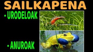 ANFIBIOAK 1D