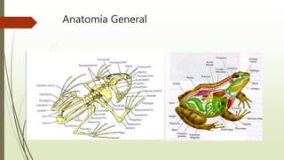 Anatomía General
 