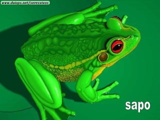 sapo  