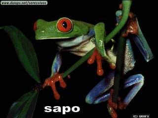 sapo  