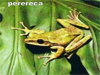 perereca 