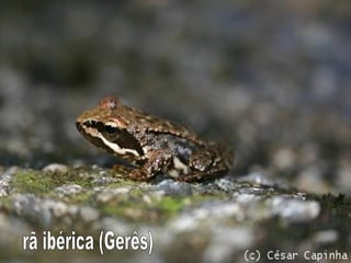 rã ibérica (Gerês) 