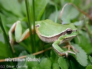 rela comum (Óbidos) 