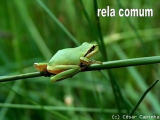 rela comum 