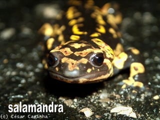 salamandra 
