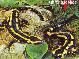 salamandra-de-fogo 