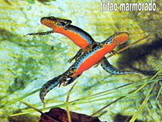 tritão marmorado 