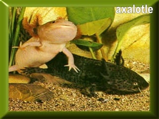 axalotle 
