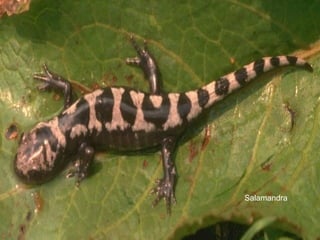 Salamandra 