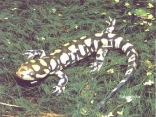 Salamandra 