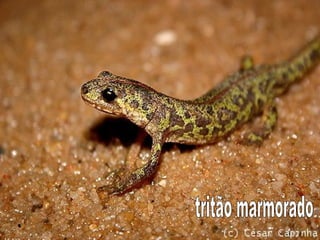 tritão marmorado 