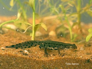 Tritão Ibérico 