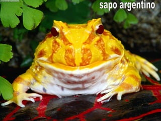 sapo argentino 