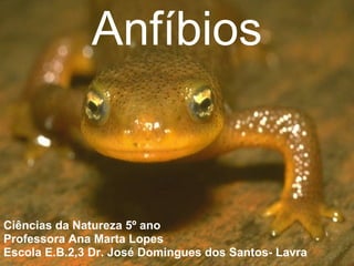 Anfíbios Ciências da Natureza 5º ano Professora Ana Marta Lopes Escola E.B.2,3 Dr. José Domingues dos Santos- Lavra 