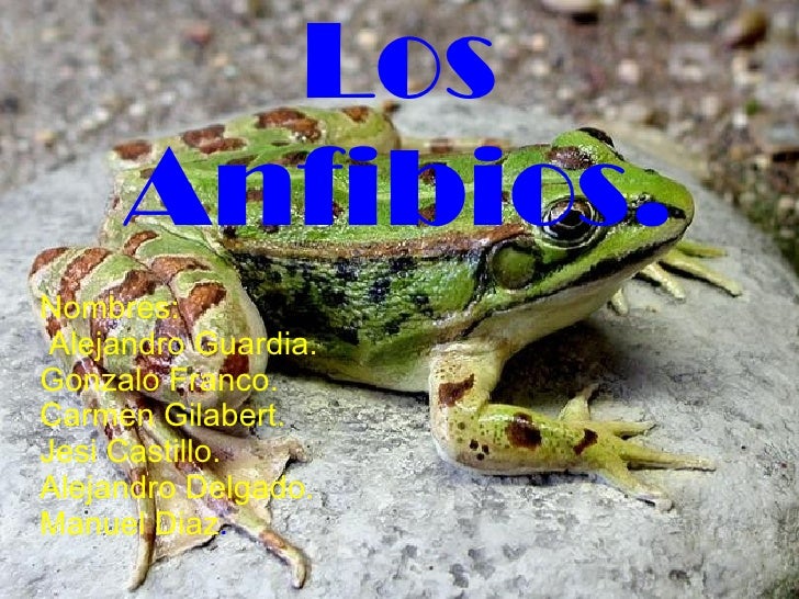 anfibios biologia